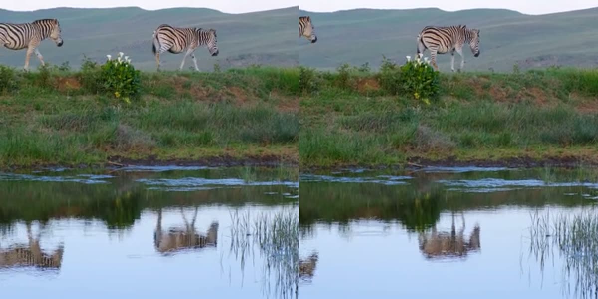 Two stock clips of zebras by a pond, the same footage shifted in time